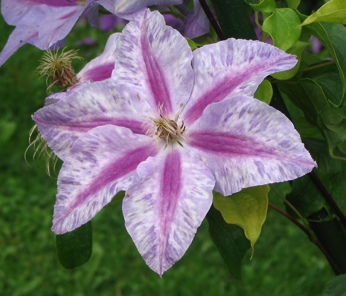 Clematis in Roogoja farm